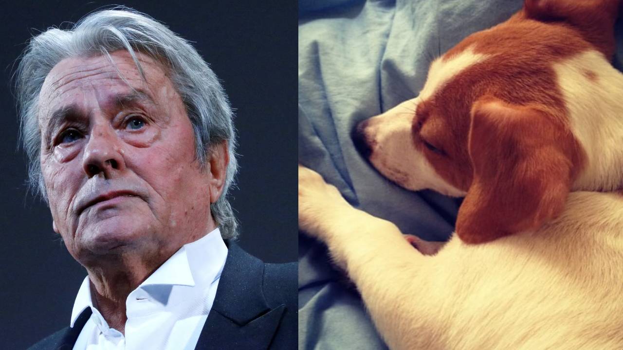 Köpeğiyle gömülmek isteyen Alain Delon'un vasiyetine uyulmadı