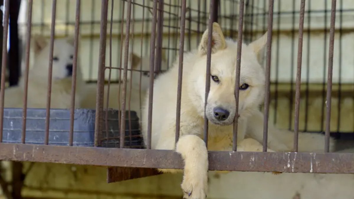 Güney Kore'de köpek eti yasaklandı