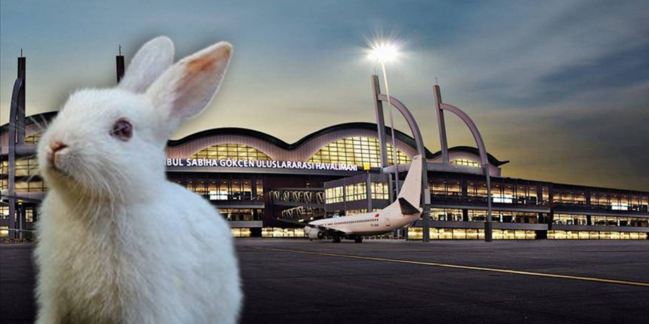 Sabiha Gökçen'de sıra dışı anlar: Tavşan piste çıktı, uçak inişi erteledi