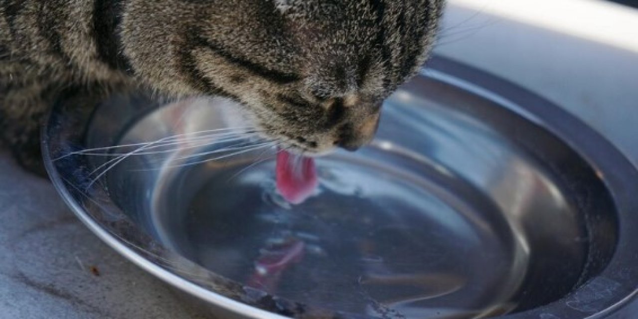 Kedilerin su içmeden önce patisini suyun içine batırmasının şaşırtan nedenleri