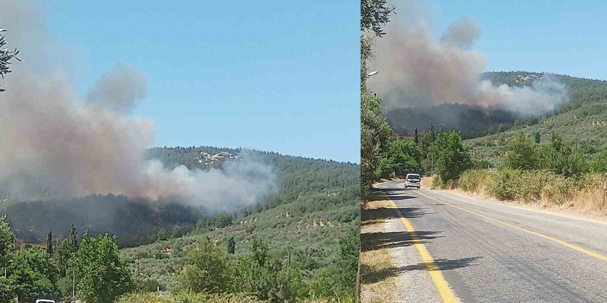 Muğla'da orman yangını