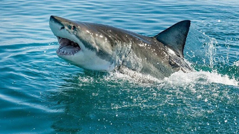 Denizde bu renk şorttan kaçının! Köpekbalıkları en çok onların peşinde