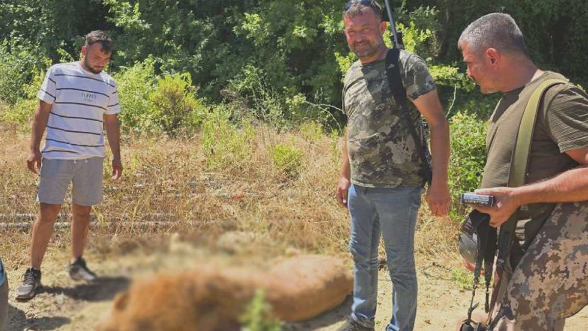 Aslan Zeus'un kaçtığı hayvan parkı mühürlendi