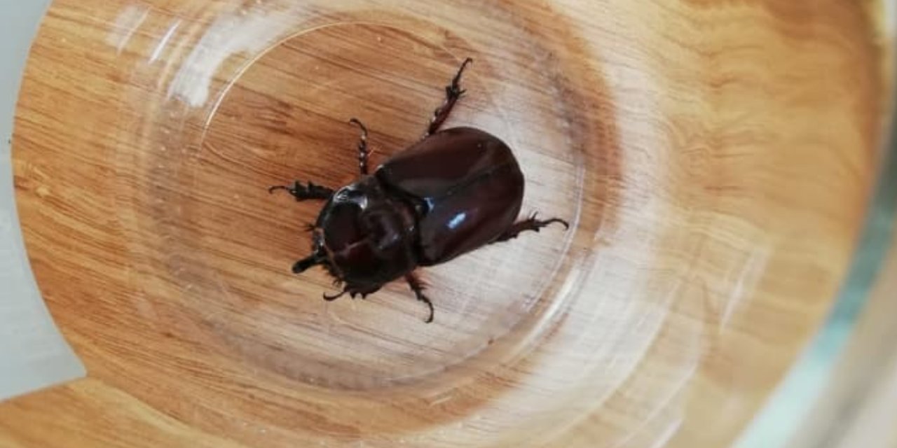 Dünyanın en güçlü böceği Türkiye’de görüntülendi: Ağırlığının tam 850 katını taşıyor