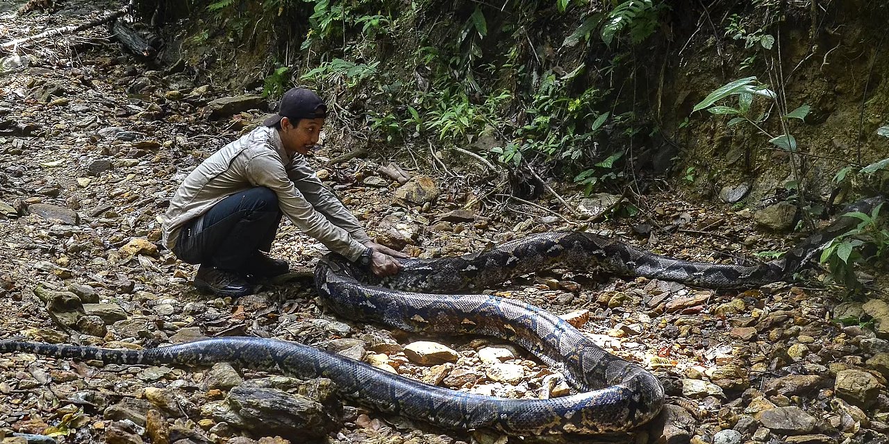 8 metrelik piton bir insanı yuttu