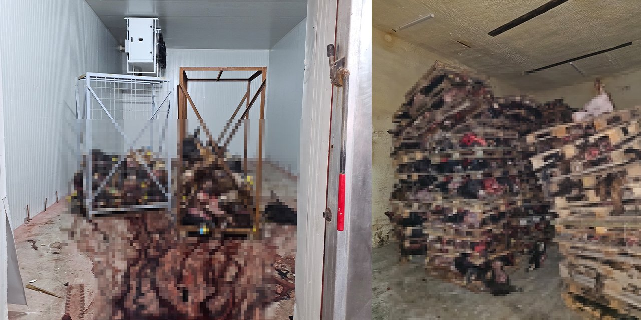 Bursa'da mide bulandıran görüntü! Onlarca çürümüş hayvan kafası soframıza gelecekti