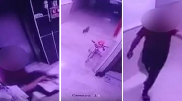 İstanbul'da şoke eden görüntü: Hamile kediyi kameraya gösterip yere fırlattı