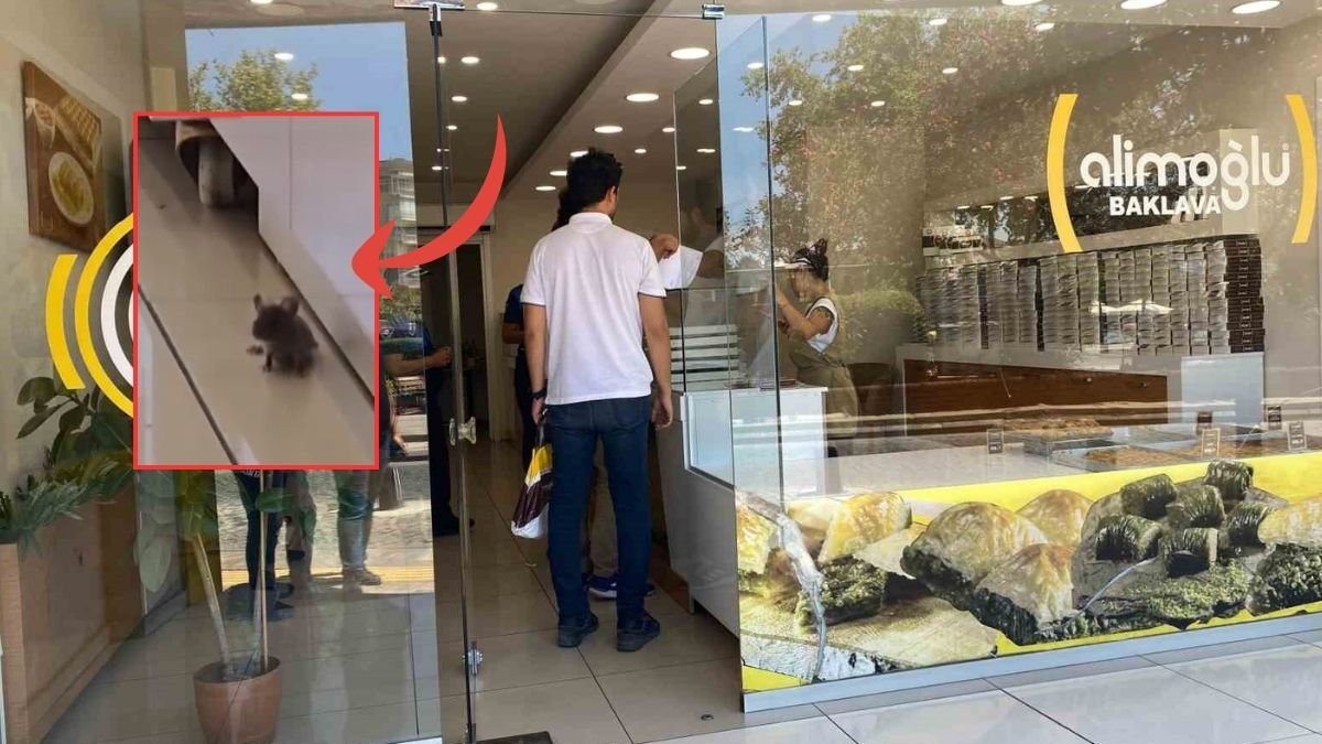 Aydın'da baklavacıda fare skandalı: İşletme sahibinden şaşırtan savunma