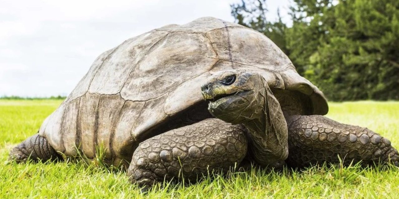 Kaplumbağalar kansere meydan okuyor: Bilim dünyasında şok bulgular