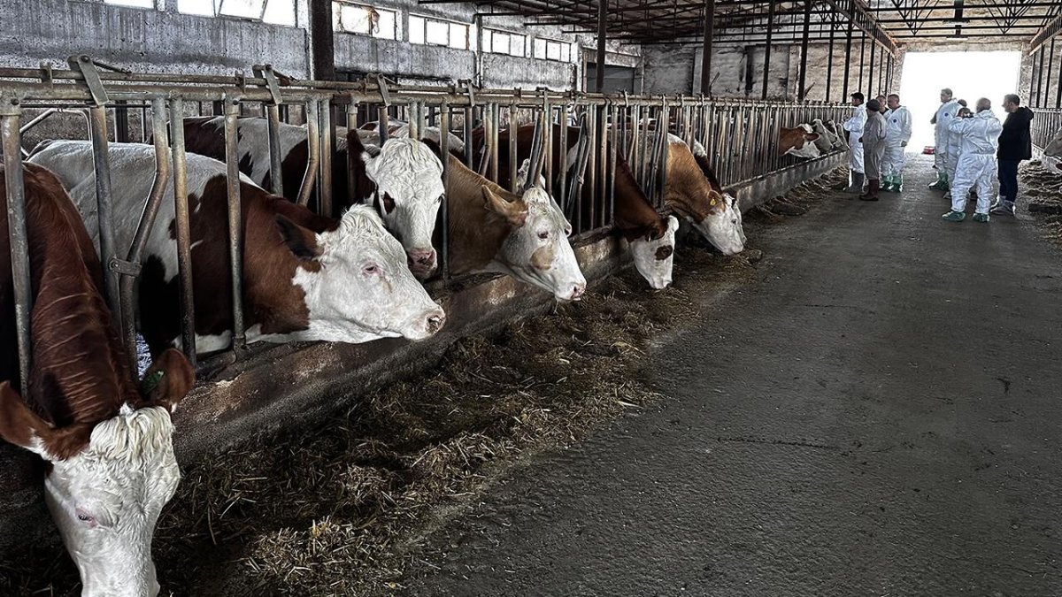 Şap hastalığı alarmı! TZOB Başkanı uyardı: Virüs bu yıl daha tehlikeli