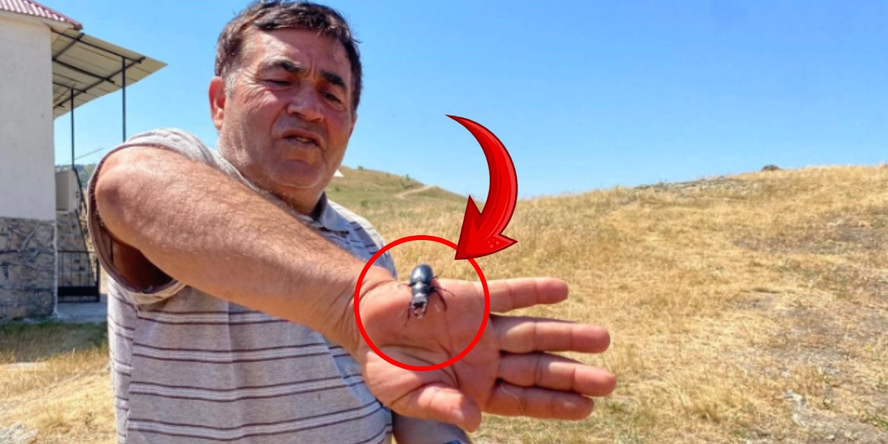 Bu böceği öldürürseniz cezası 557 bin TL