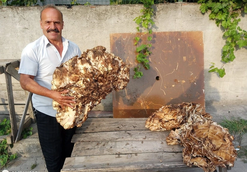 Doğada yürüyüş yaparken buldu! 40 kilo ağırlığında: Kilosunu 50 TL’ye sattı