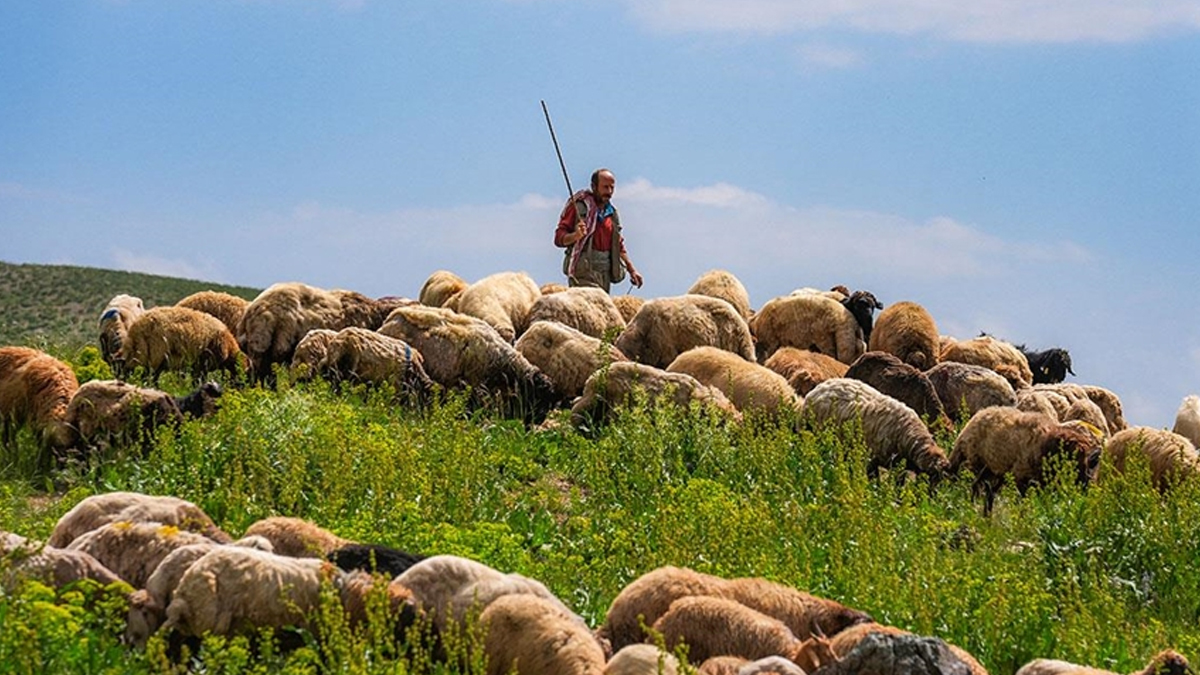 Bolu'da yaylada ölü bulunan çobanın kimliği açıklandı