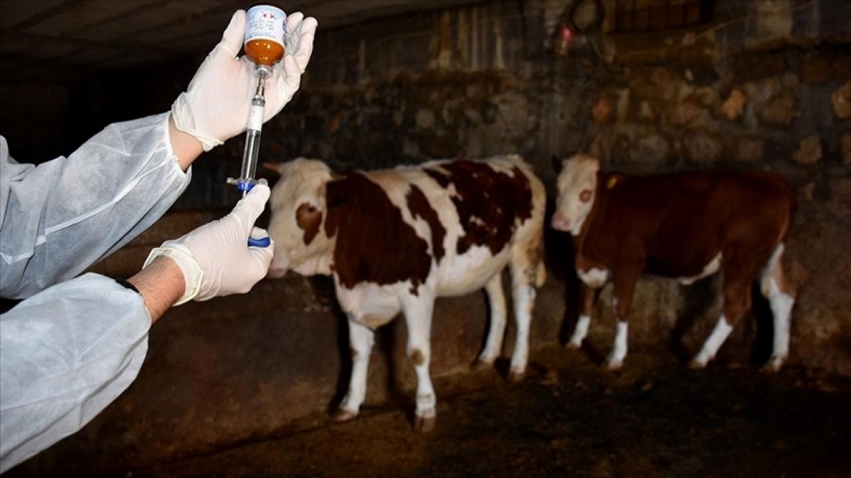 Ardahan’da şap alarmı: 77 bölge karantinaya alındı