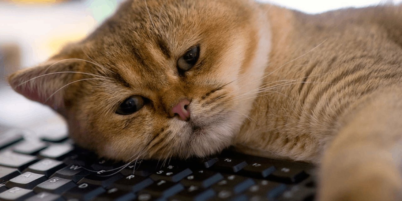 Evcil hayvanı olanlar dikkat! Sıcak havalar depresyona sokabilir