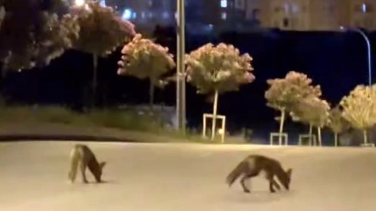Başakşehir'de şehir merkezine tilki sürüsü indi