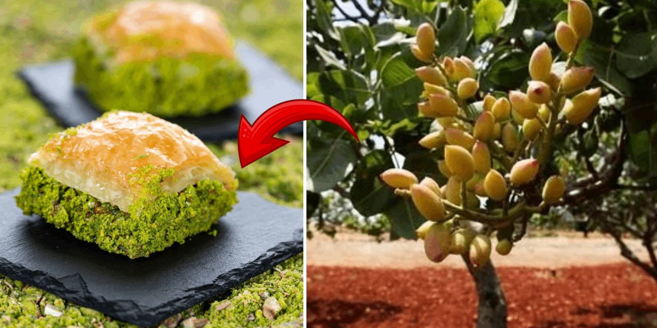 Tatlı krizi kapıda: Baklavalık fıstığın fiyatı uçtu! Altınla yarışıyor