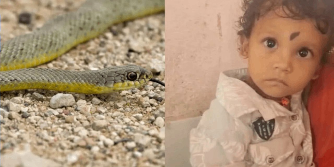2 yaşındaki bebek kobra yılanı ısırarak öldürdü