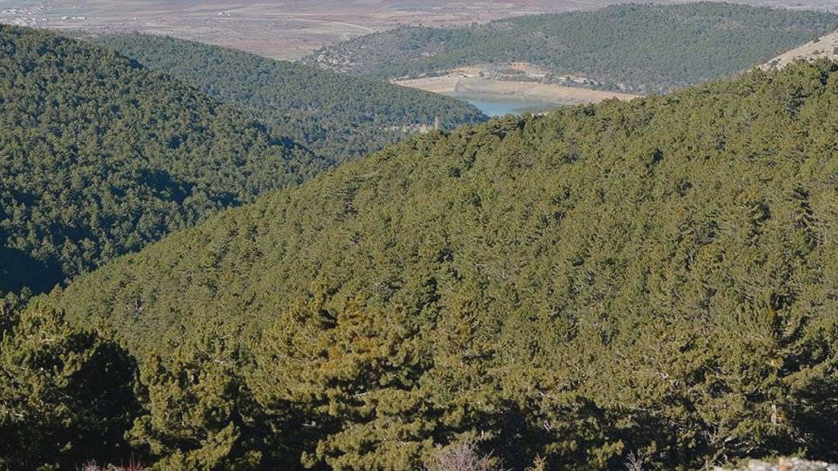 Sakarya'da ormanlık alanlara girişler yasaklandı