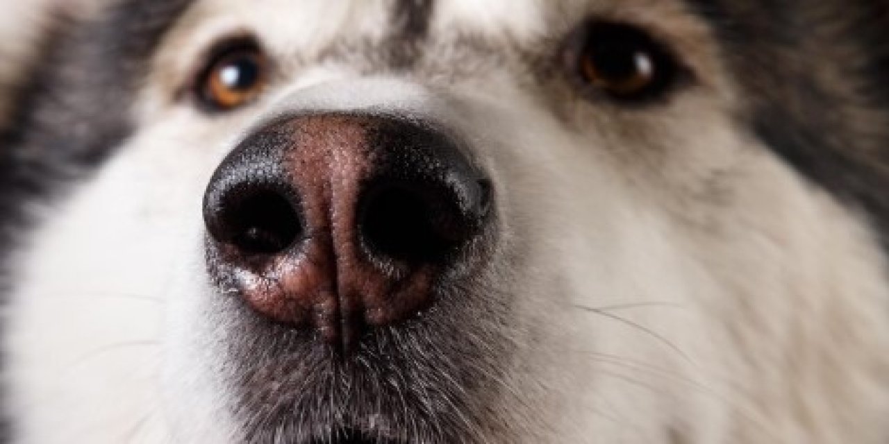 Burnu binlerce cihaza bedel! Köpekler Parkinson hastalığını yıllar önce anlıyorlar