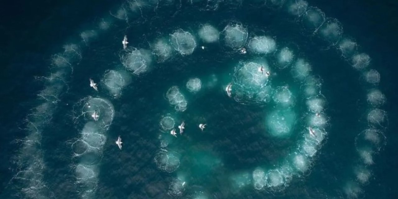 Tatilde karşınıza çıkarsa dikkat! Denizde oluşan baloncuk halkalarının nedeni bakın neymiş