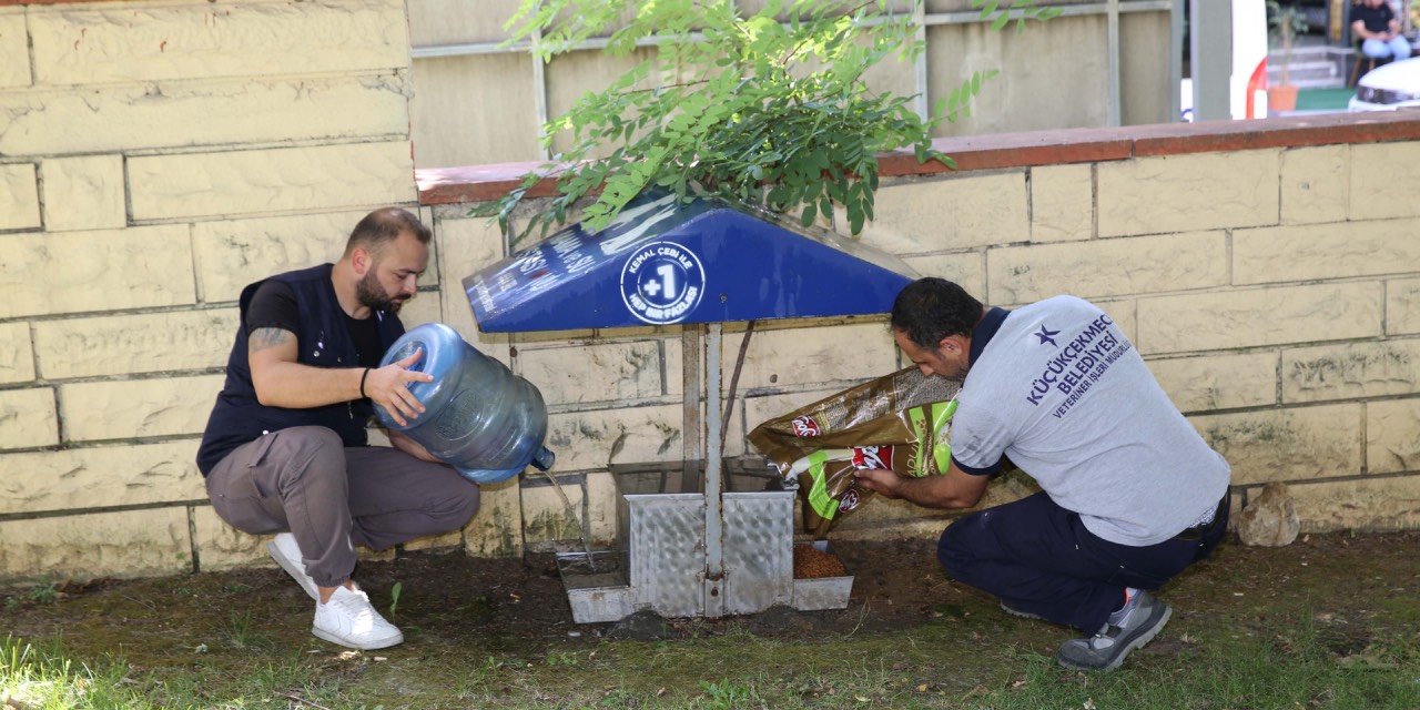 Küçükçekmece Belediyesi'nden sokak hayvanlarına yaz desteği