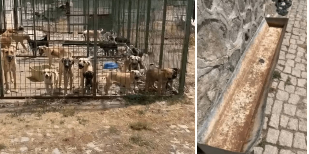 Barınakta skandal görüntüler: Hayvanlar açlıktan ve susuzluktan öldü