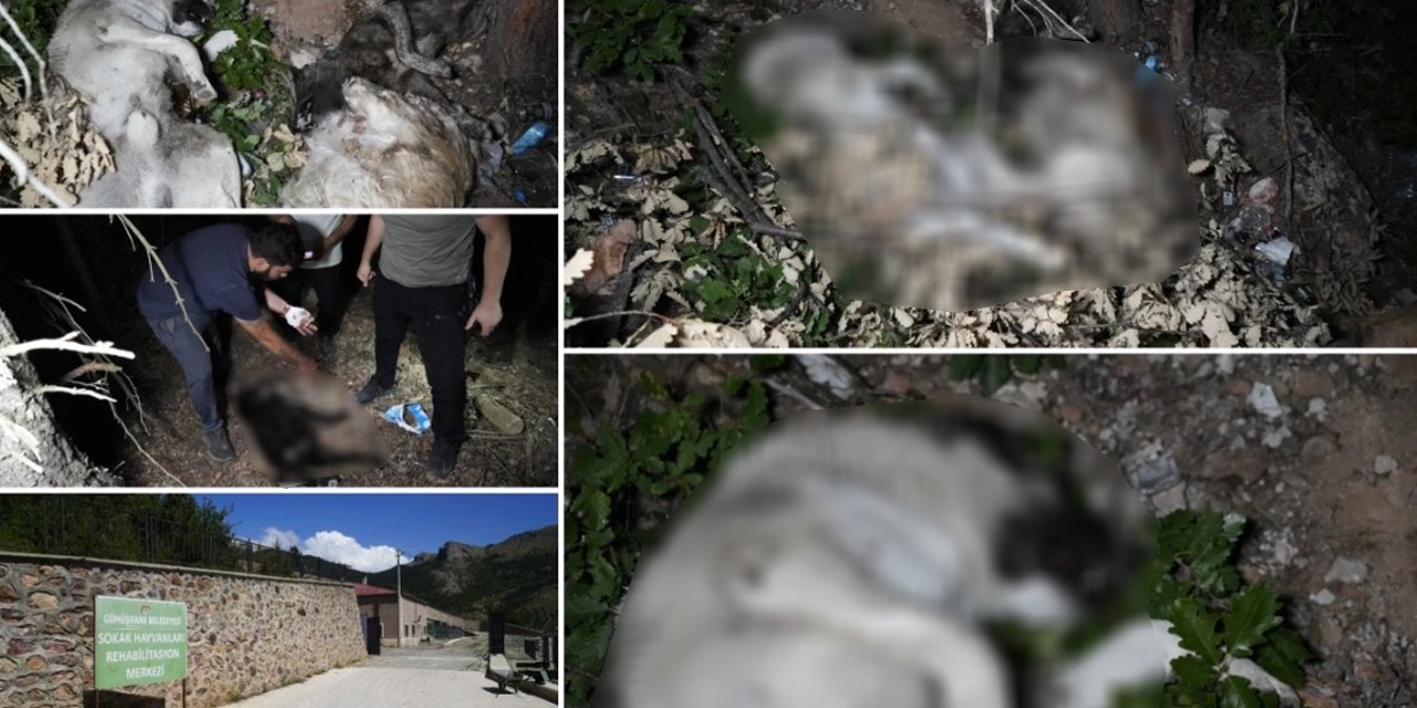 Gümüşhane’de isyan ettiren görüntüler! Barınak yakınında ölü köpekler bulundu