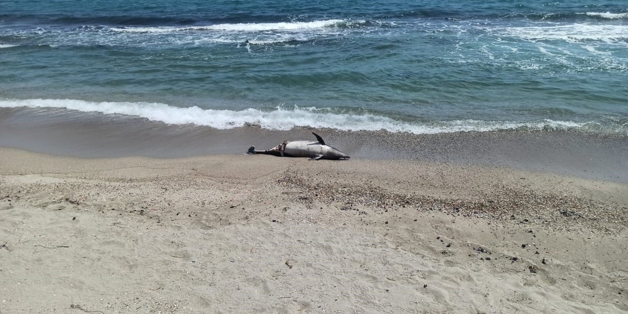 Tekirdağ'da ölü yunus balığı sahile vurdu