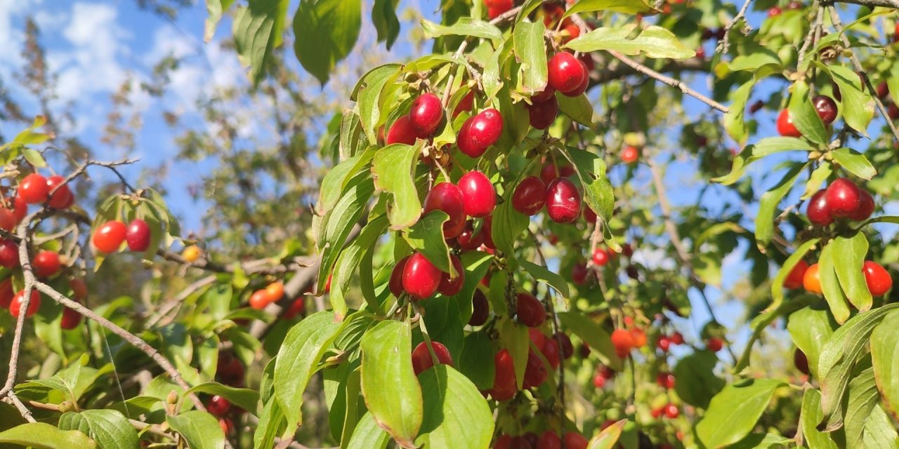 Doğal ilaç gibi, bilimsel olarak da kanıtlandı! Kalbi koruyor, enfeksiyona savaş açıyor!