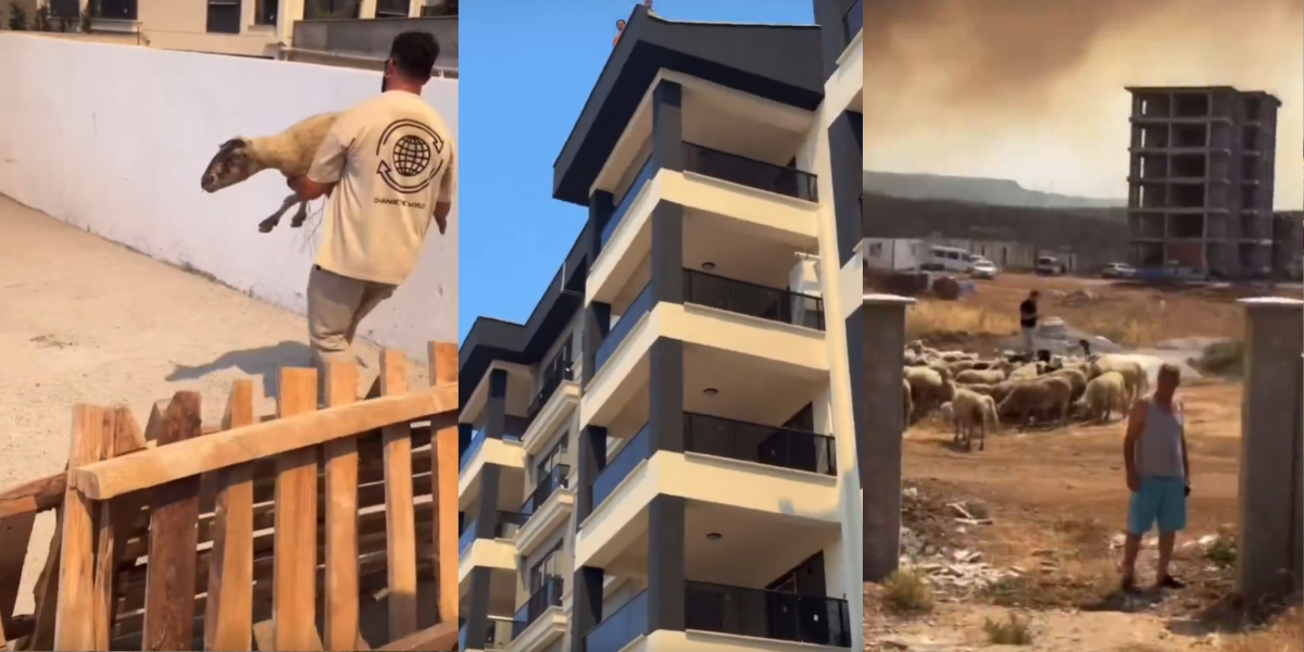 Çanakkale'de yangından hayvanlarıyla kaçan vatandaş bir sitenin bahçesine alınmadı