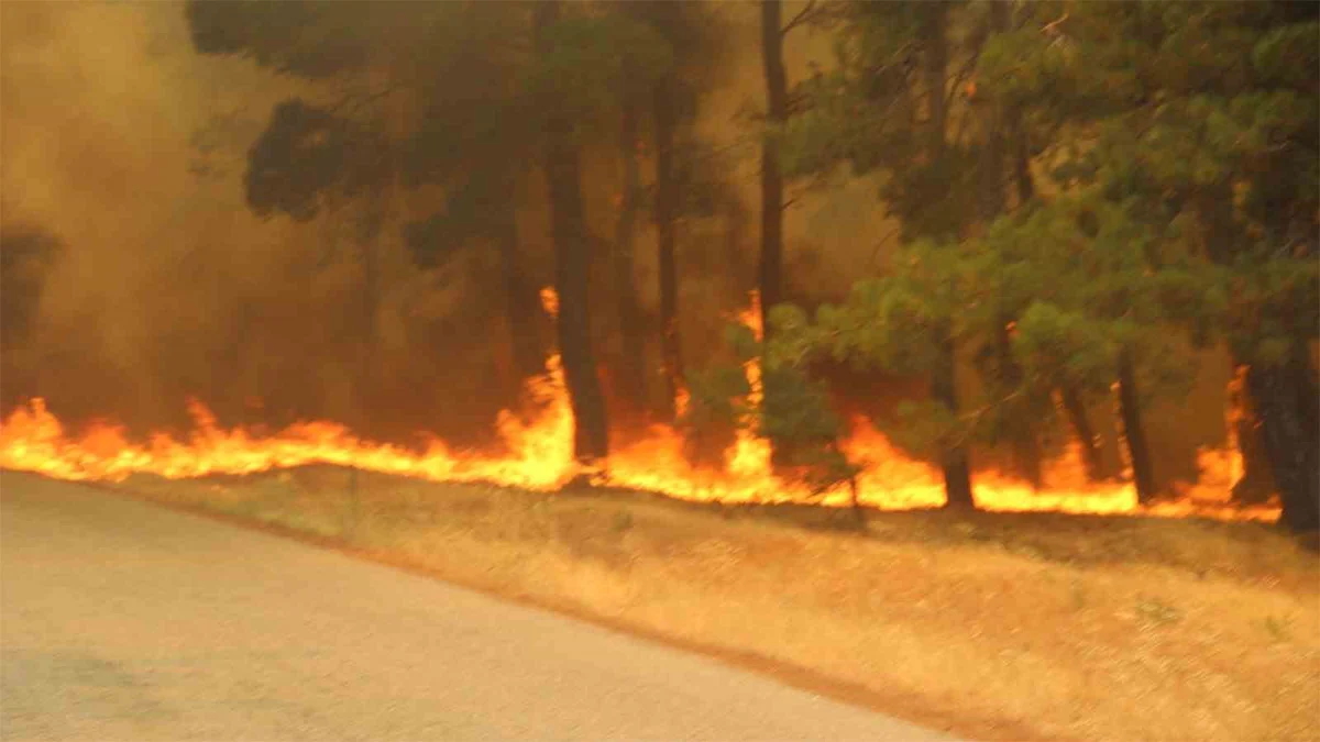 Çanakkale’deki orman yangınında 4 kişi gözaltına alındı!