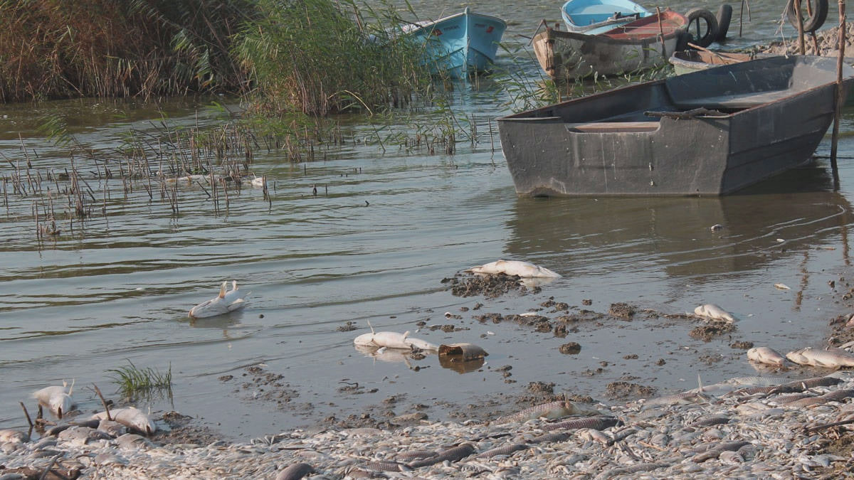 Manyas Gölü'nde toplu balık ölümleri