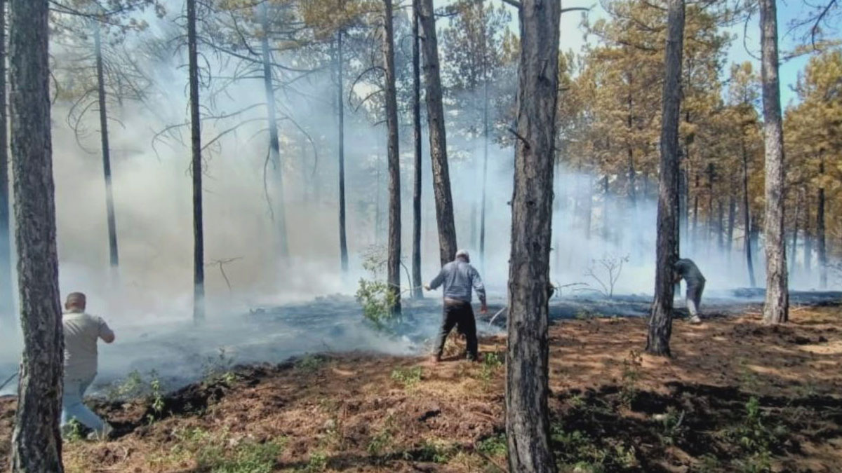 Denizli'de orman yangını!