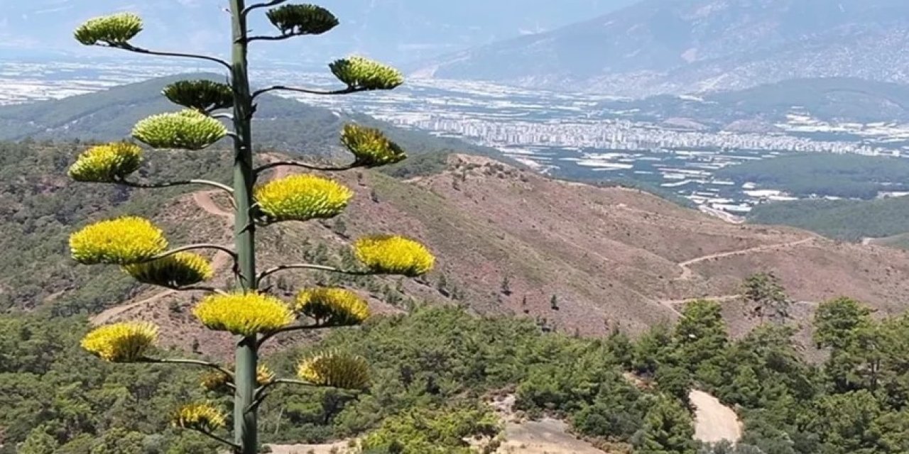 30 yıl kaktüs sandı, çiçek açınca gerçek ortaya çıktı! Bahçesi turist akınına uğruyor