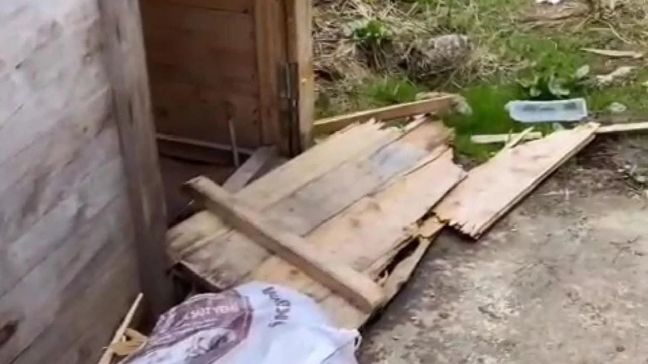 Aç kalan ayılar bungalova daldı