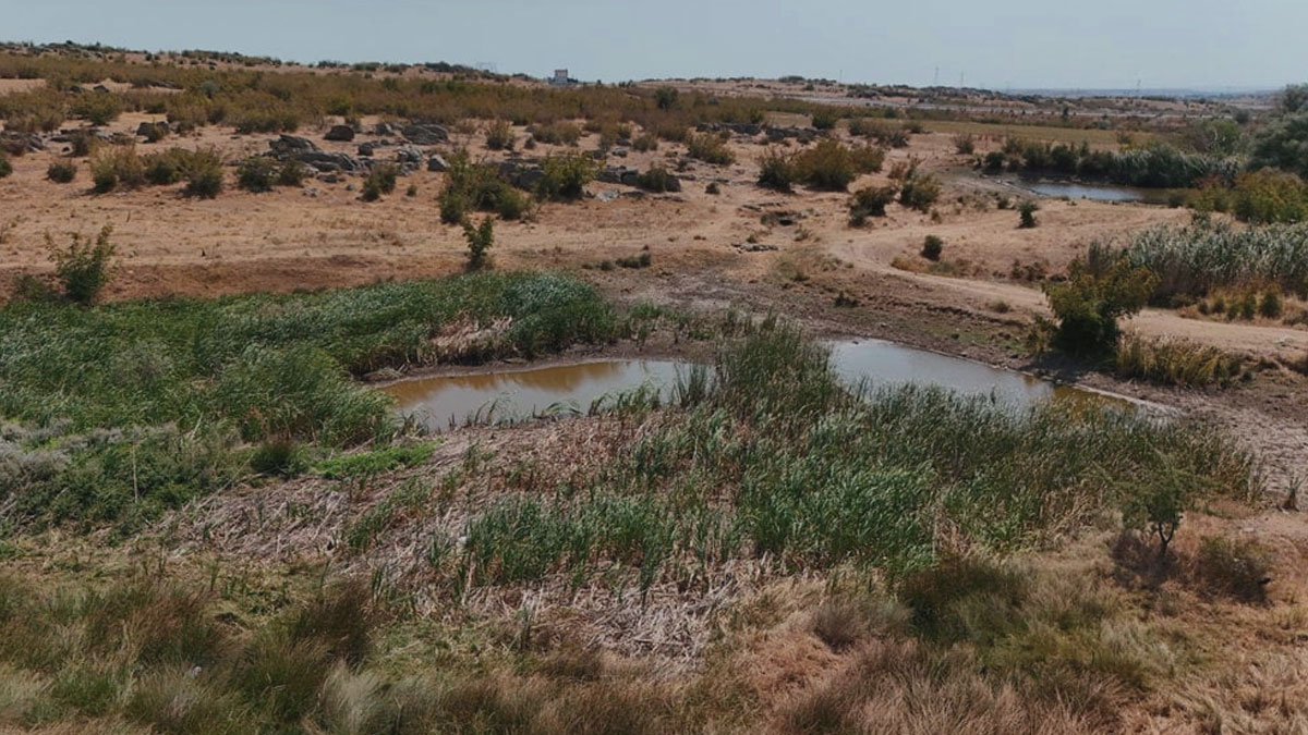 Sazlık Göleti kuruma noktasına geldi
