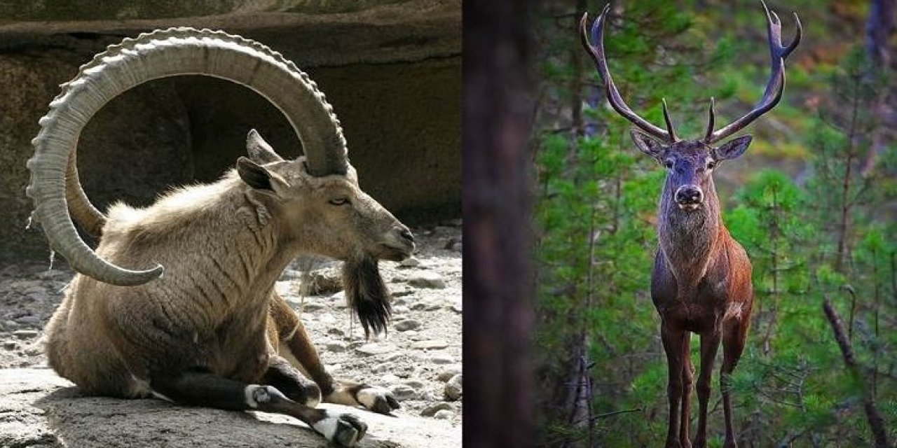 Yaban hayatını ihaleyle satıyorlar! Doğa savunucuları isyanda