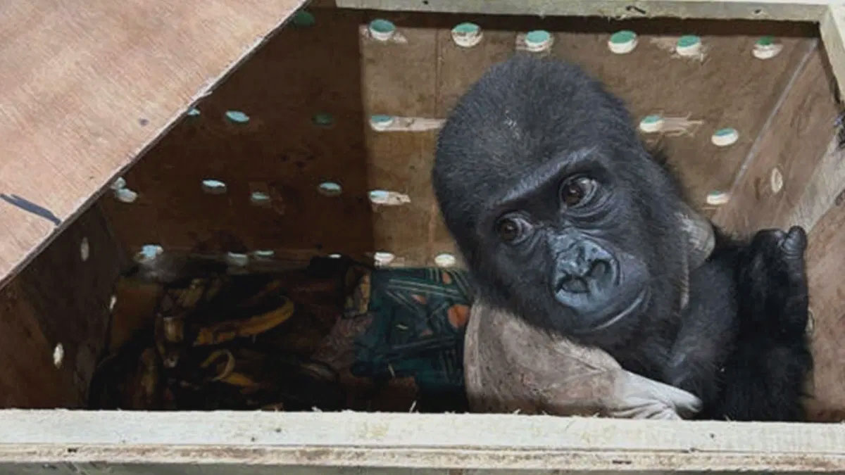 'Zeytin' Nijerya'ya iade edilecek