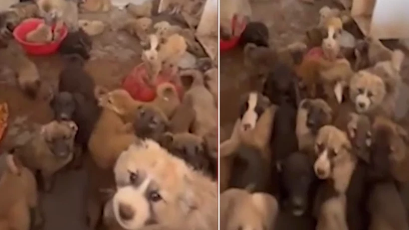 Silopi barınağında yürek dağlayan görüntüler! Hepsini bir barakaya tıkmışlar