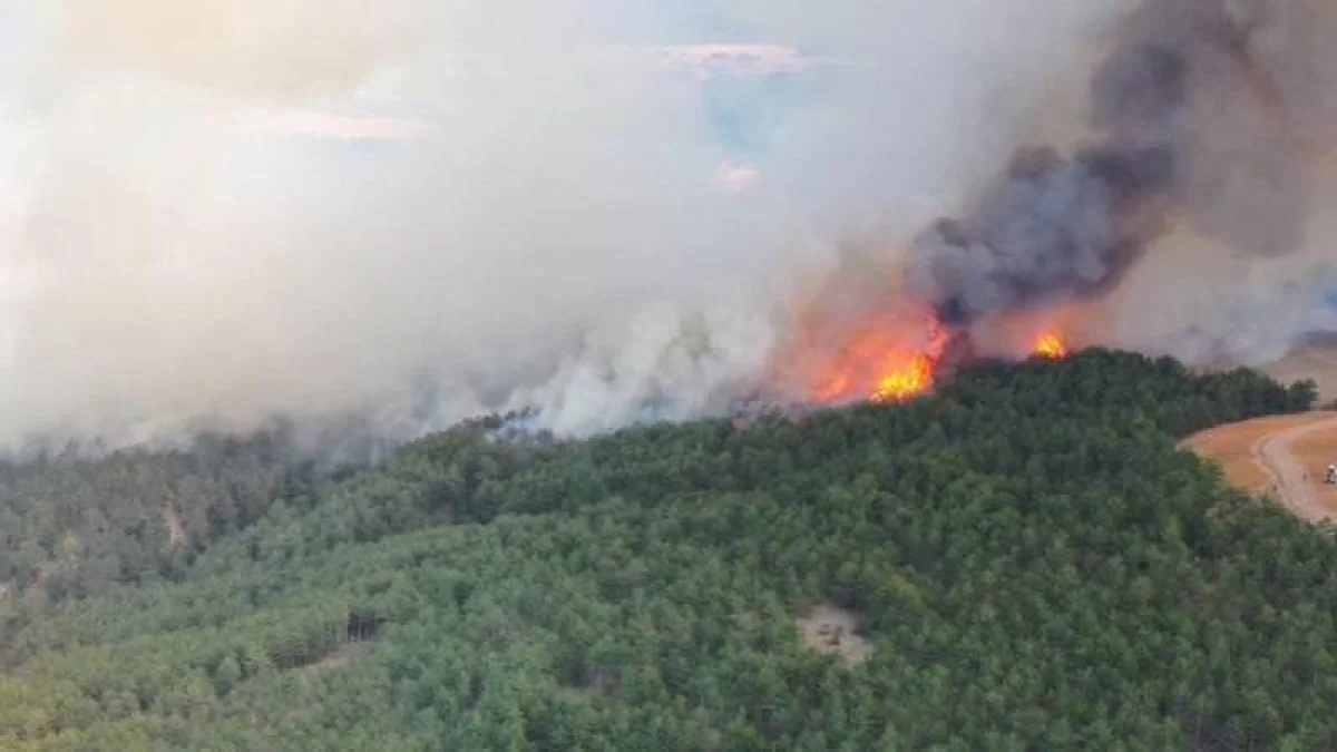 Bolu'da orman yangını: 1 kişi tutuklandı