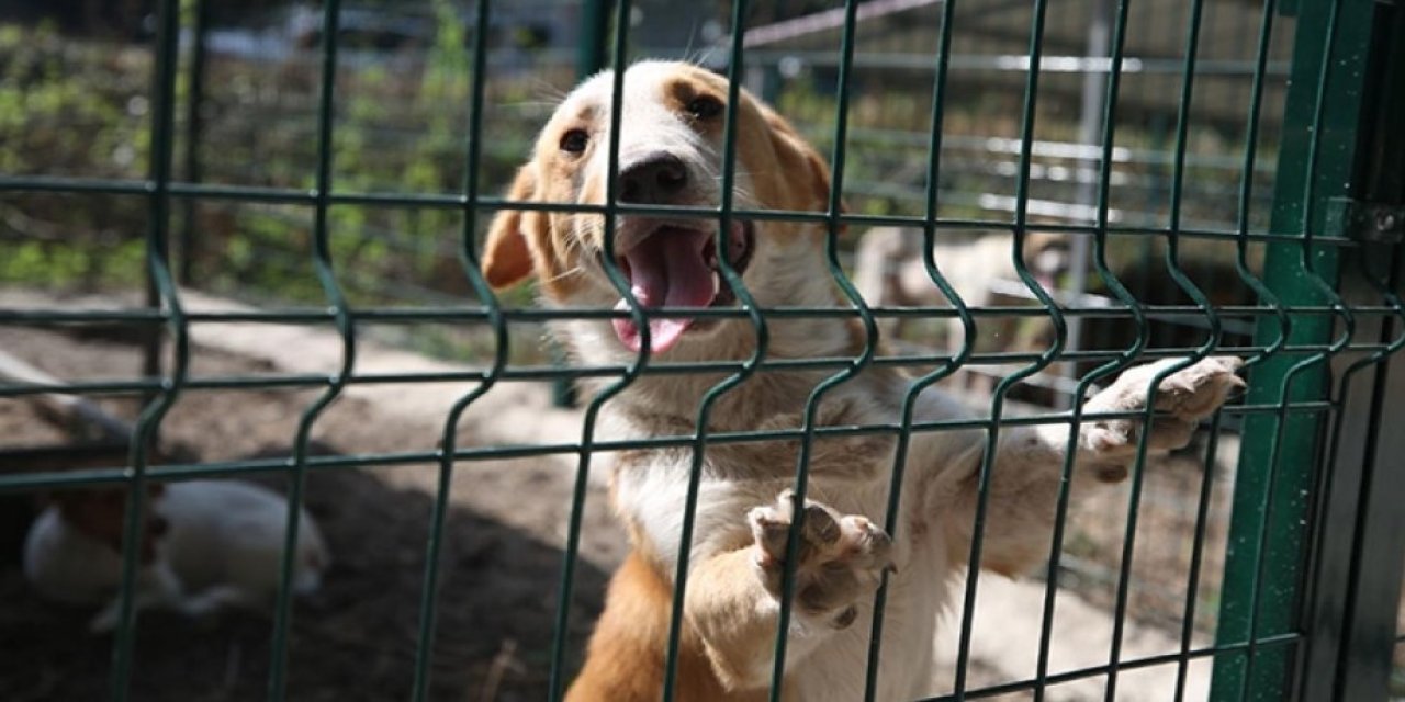 Doğal sit alanlarına hayvan barınakları kurulabilecek! Resmi Gazete’de yayımlandı
