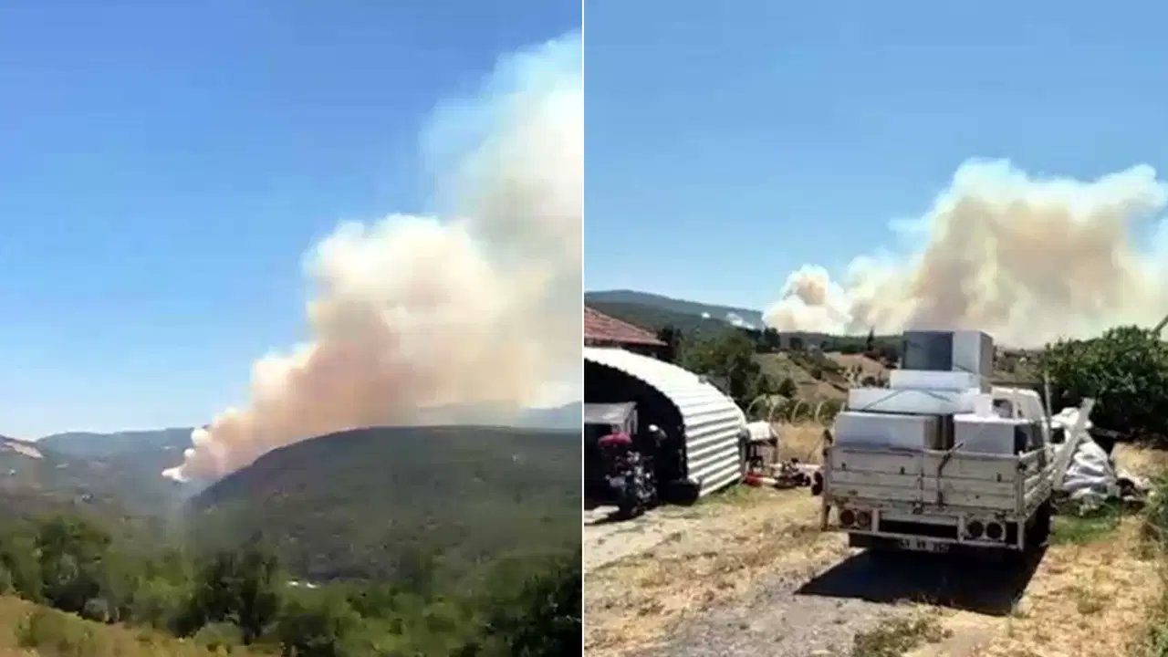 Kocaeli'de orman yangını