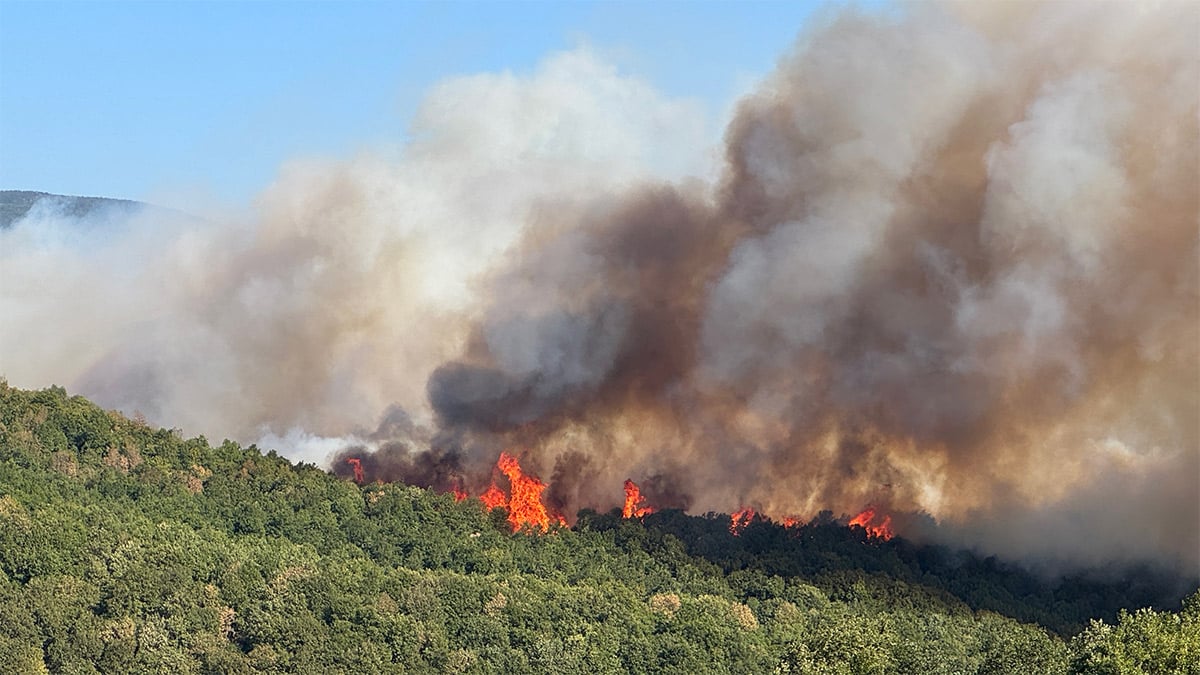 Kocaeli'de orman yangını: Akçat köyü boşaltıldı, duman Bursa’ya kadar ulaştı!
