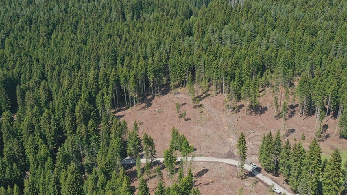 Samsun ve Zonguldak’ta orman alanları daraltıldı