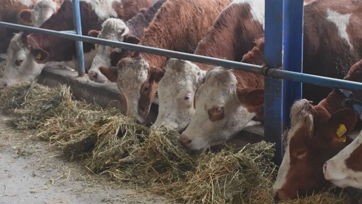 CHP'den iktidara 'şap hastalığı' tepkisi