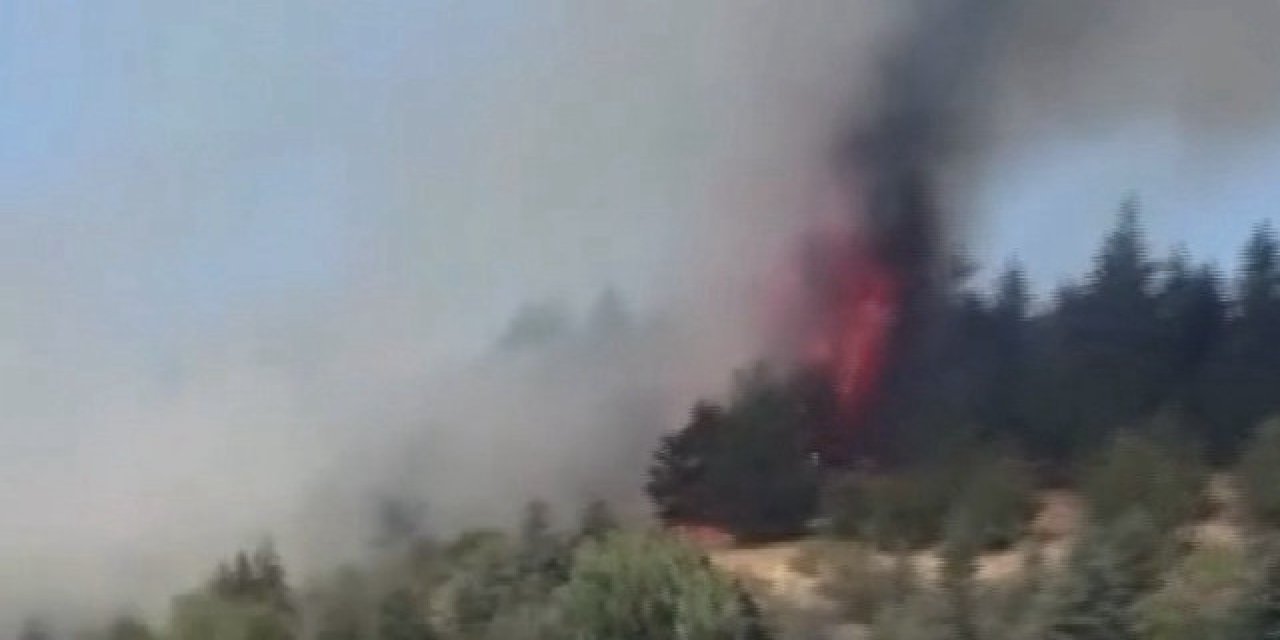 Ankara Bala'da orman yangını