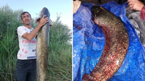 Timsah sandılar bakın ne çıktı