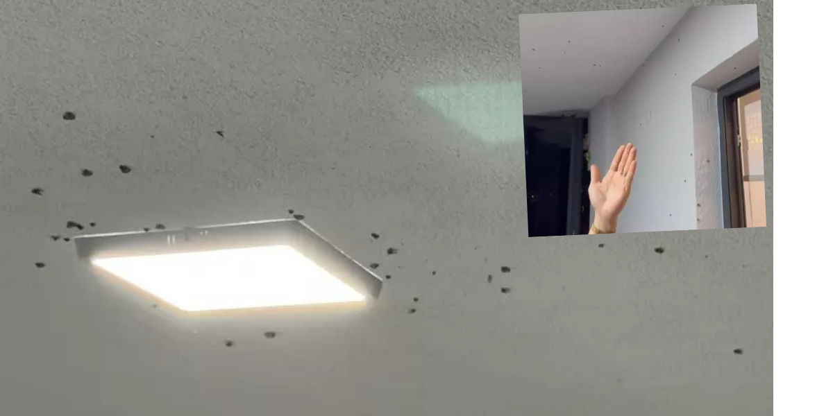 Vampir kelebek kabusu! Bir ili istila ettiler