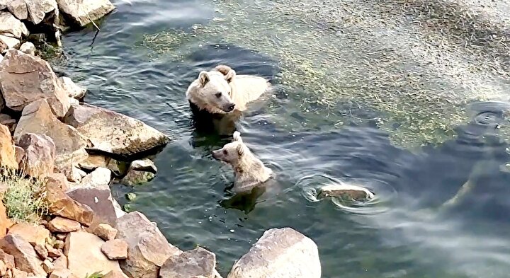 Bitlis'te ayılar Nemrut Gölü'ne girdi